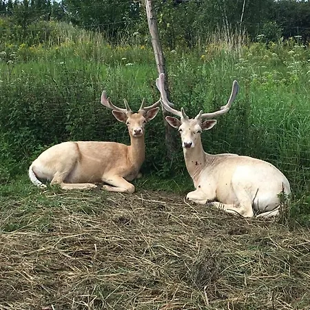 Alojamento de Turismo Rural Hacjenda Alpaka -
