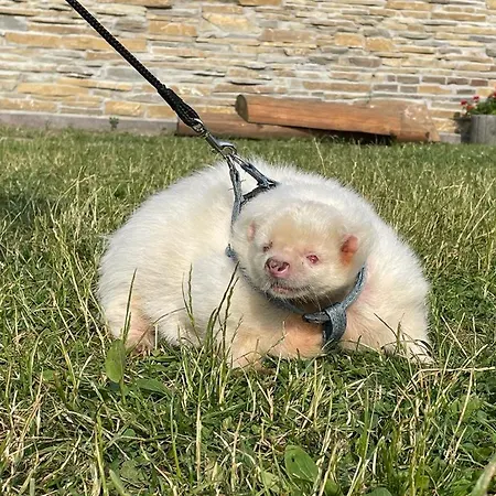 Hacjenda Alpaka - Ubiad