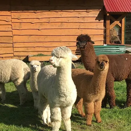 Hacjenda Alpaka Mini Zoo