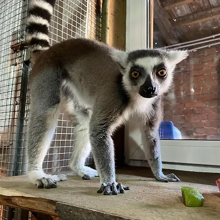 Gospodarstwo agroturystyczne Hacjenda Alpaka Mini Zoo *