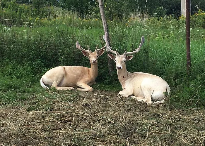 Gospodarstwo agroturystyczne Hacjenda Alpaka -