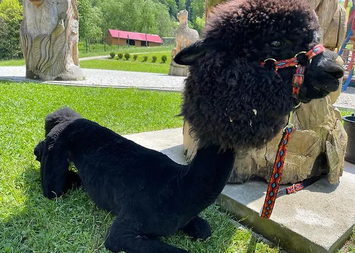 Gospodarstwo agroturystyczne Hacjenda Alpaka -