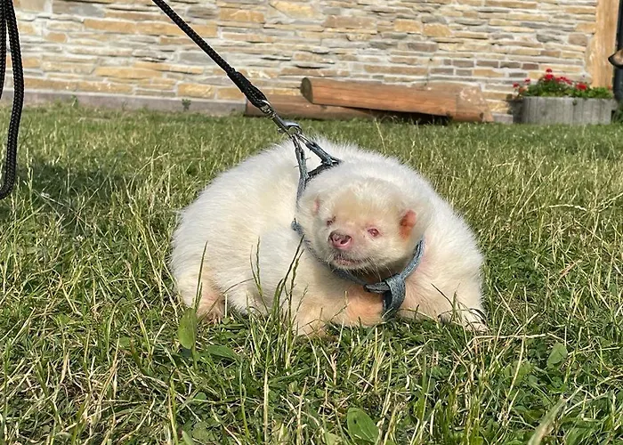 Hacjenda Alpaka - Ubiad