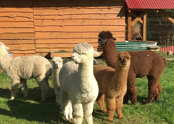 Hacjenda Alpaka -